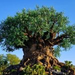 Best places to relax at Animal Kingdom Disney World