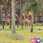 How to Choose a Disney World Resort - See the Kidani Giraffes at Animal Kingdom Lodge